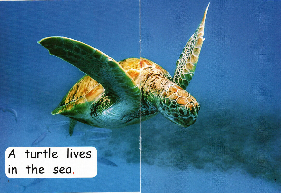 who lives in the sea？绘本故事第4页