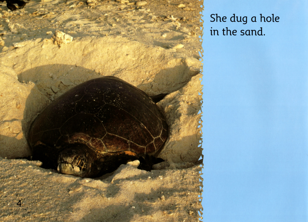 The BABY Turtle绘本故事第5页