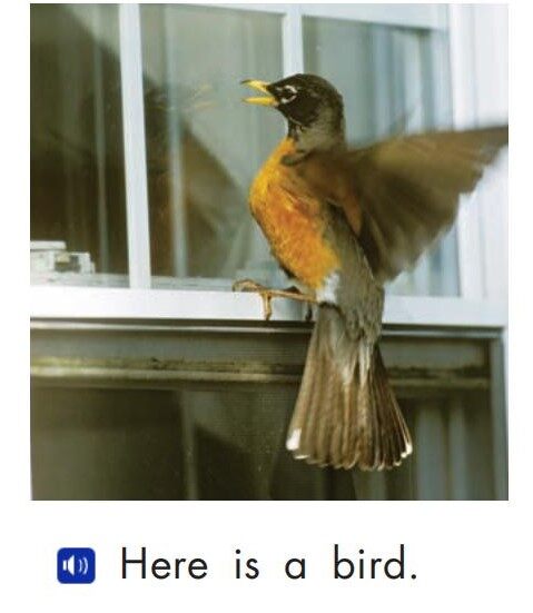 Neighborhood animals绘本故事第3页