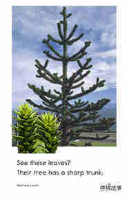 Which Tree绘本故事第5页