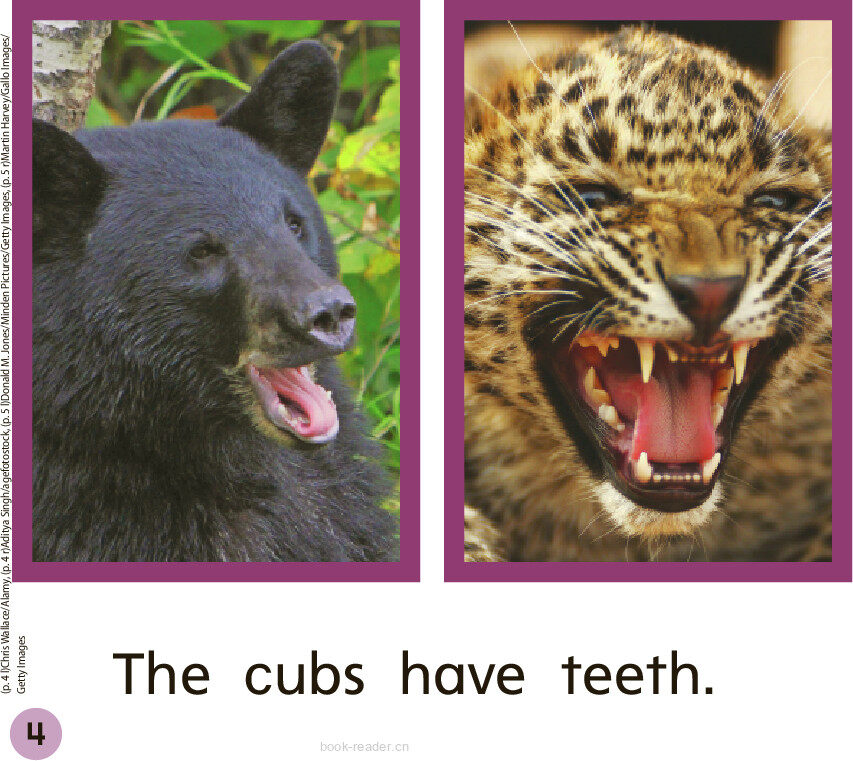 GK Approach U07W1 Two Cubs绘本故事第5页