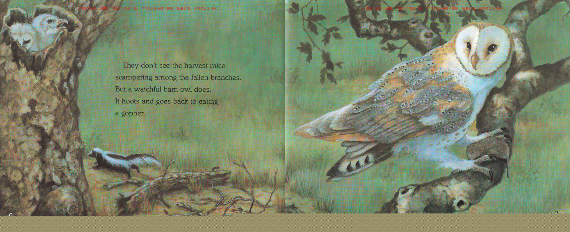 Where Are the Night Animals绘本故事第4页