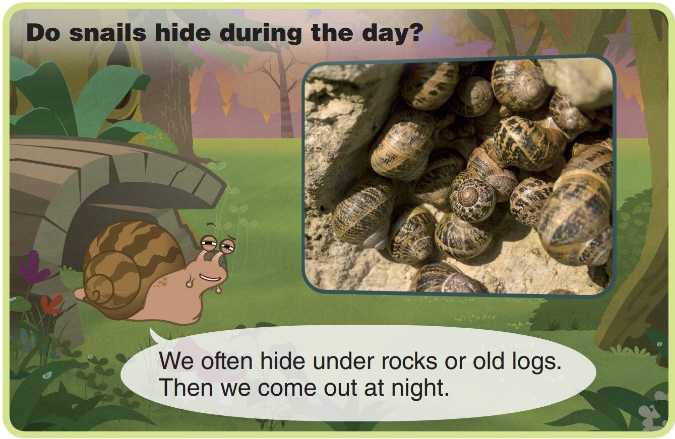 Garden Snail绘本故事第5页