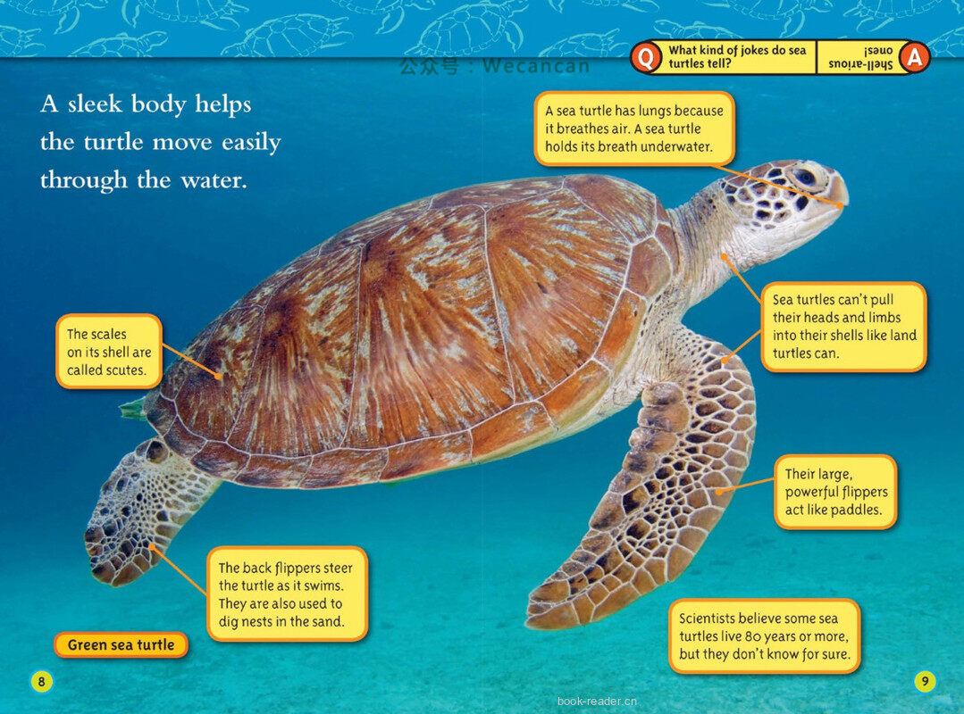 Sea Turtles绘本故事第5页