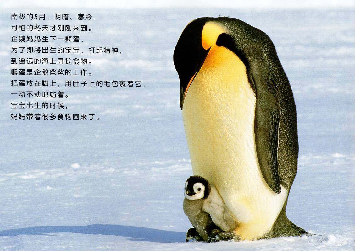 亲子绘本 帝企鹅的一家绘本故事第3页