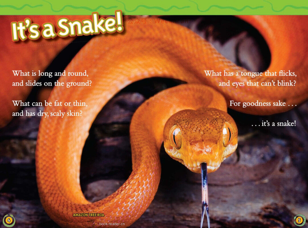 Snakes绘本故事第3页