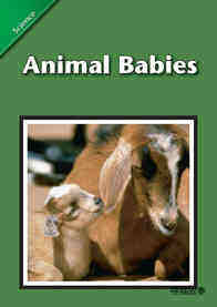 Animal Babies