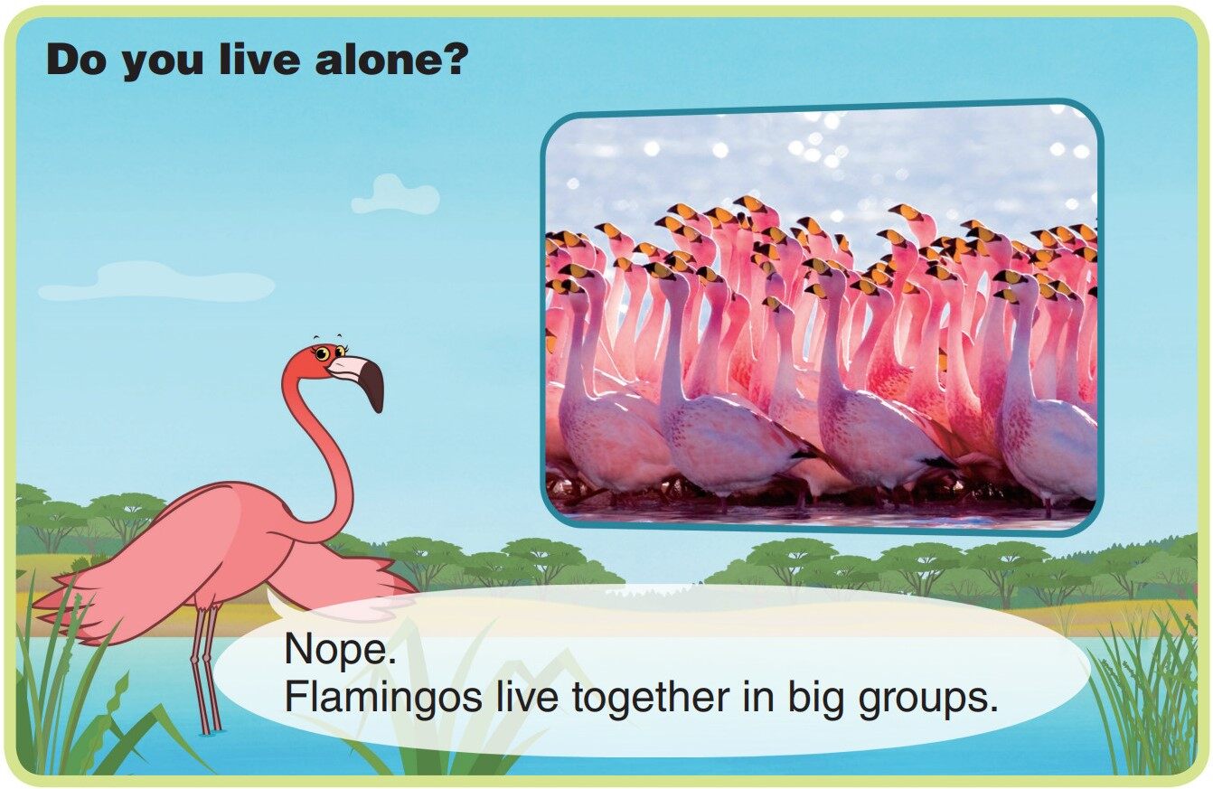 Flamingo绘本故事第5页