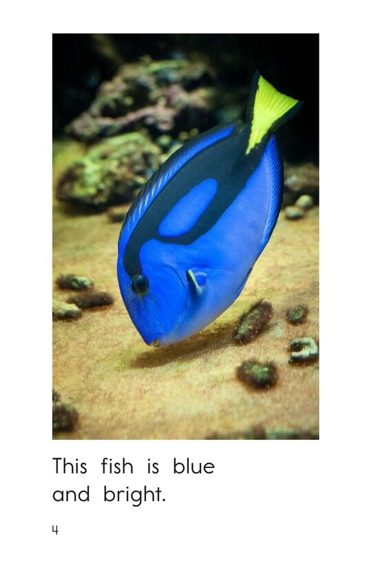 So Many Fish绘本故事第4页