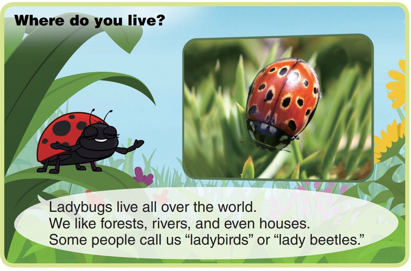 Ladybug绘本故事第4页
