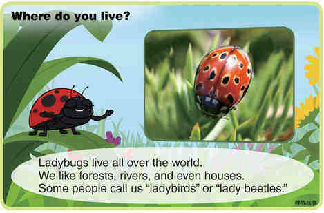 Ladybug绘本故事第4页