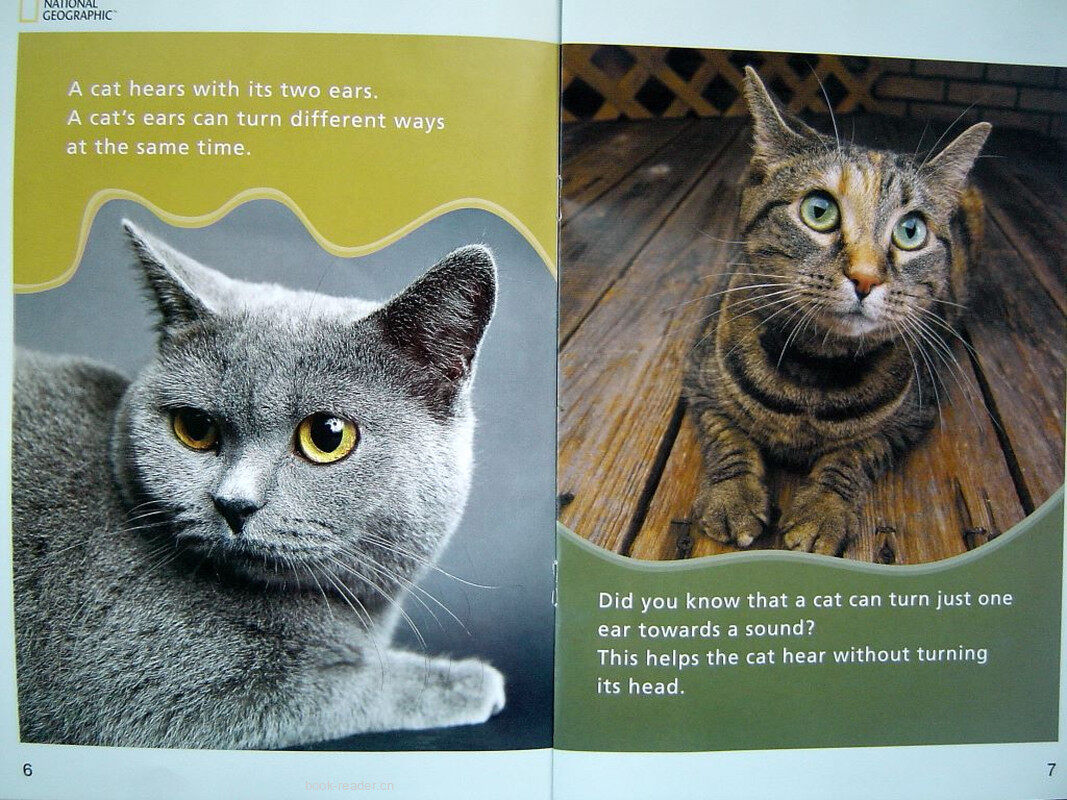 A Cats Shiskers绘本故事第5页