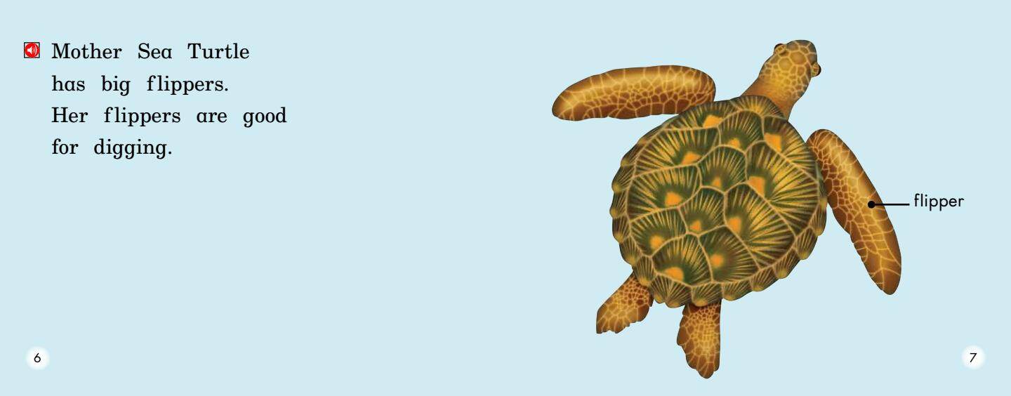 Mother Sea Turtle绘本故事第5页