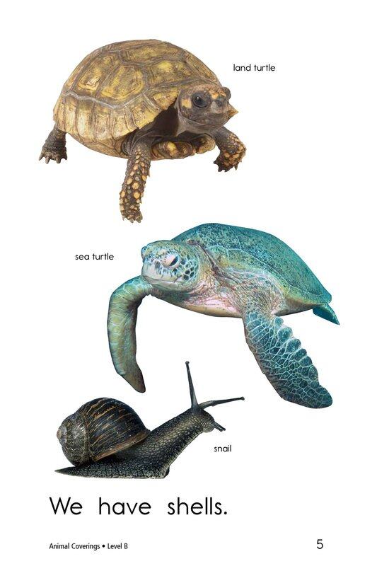 Animal Coverings绘本故事第5页
