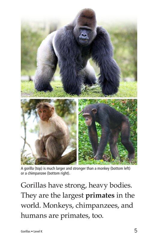 Gorillas绘本故事第4页
