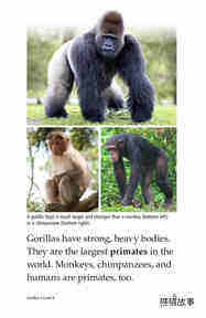 Gorillas绘本故事第4页