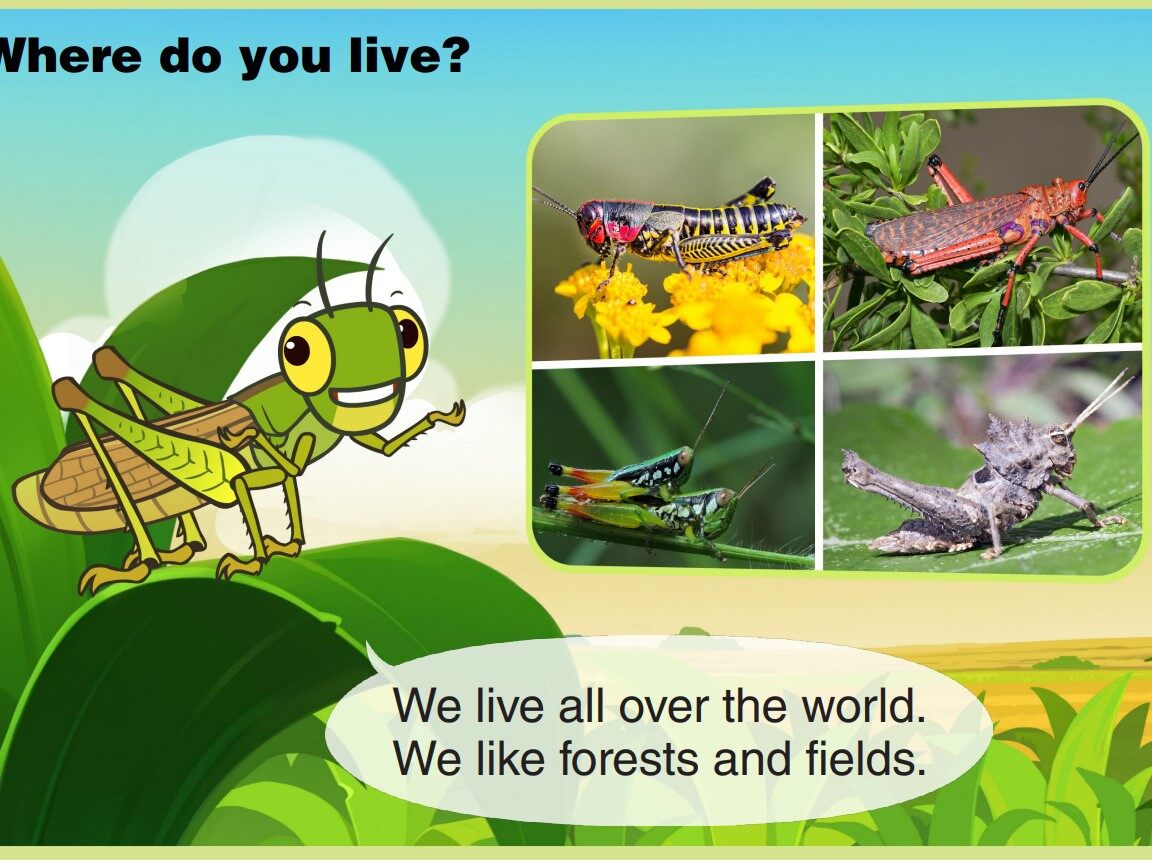 Grasshopper绘本故事第4页