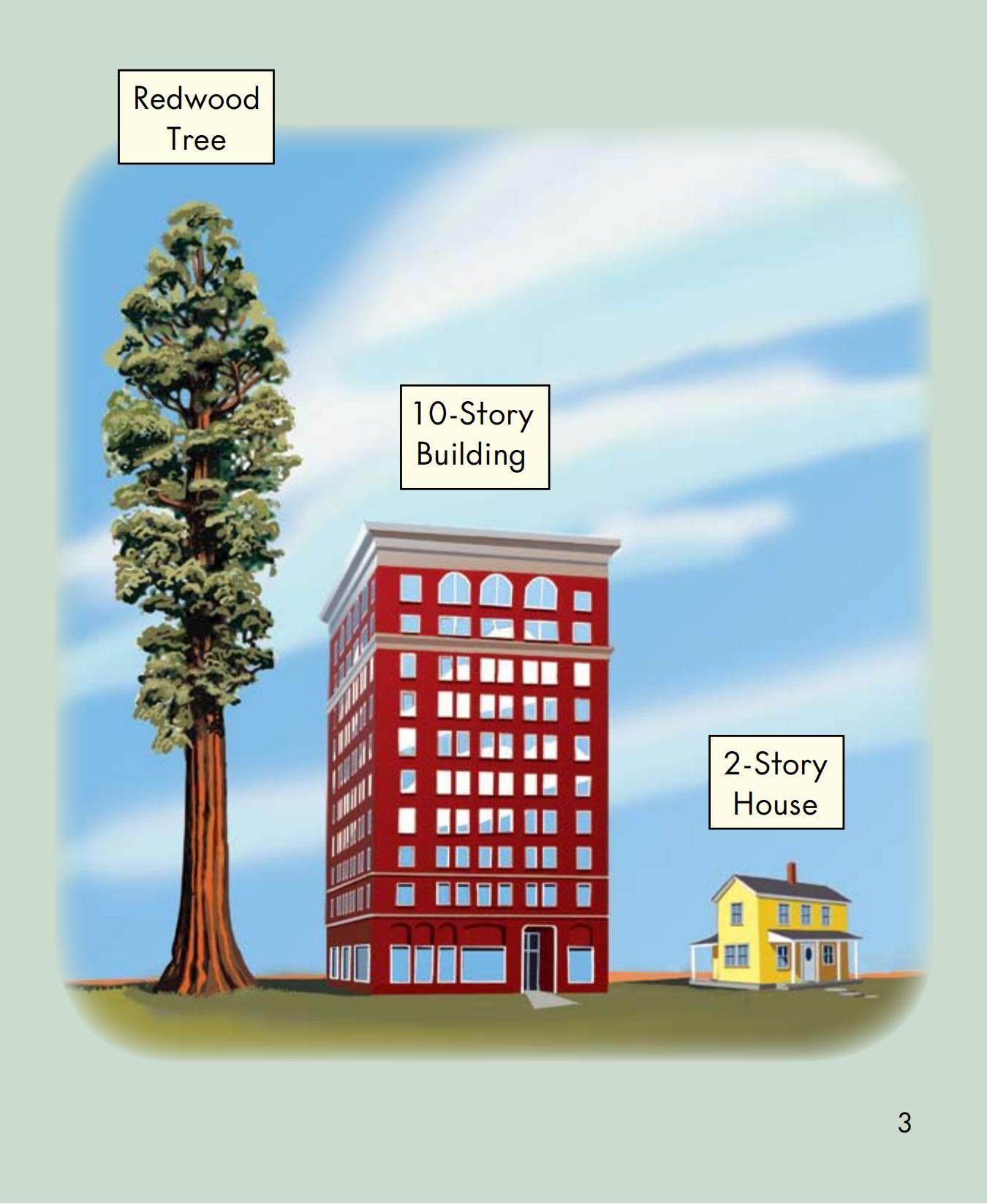 All About Redwood Trees绘本故事第4页