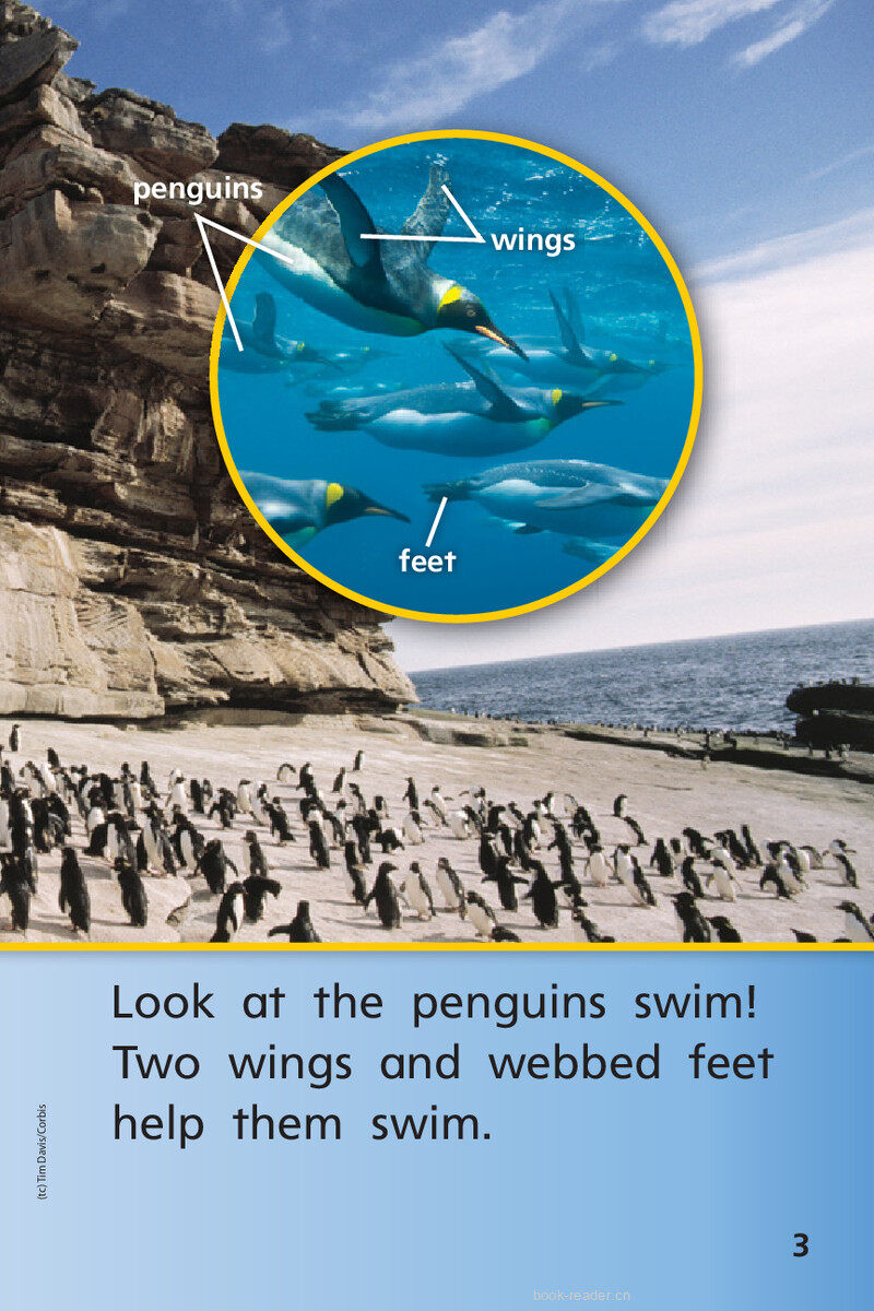 G1 ELL U4W2 Penguins All Around绘本故事第5页