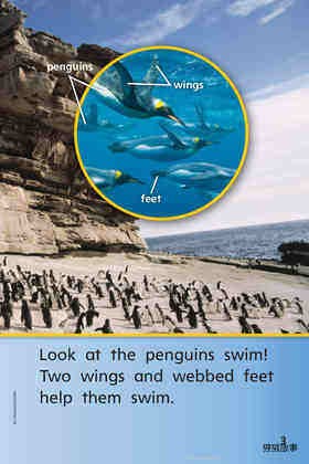 G1 ELL U4W2 Penguins All Around绘本故事第5页