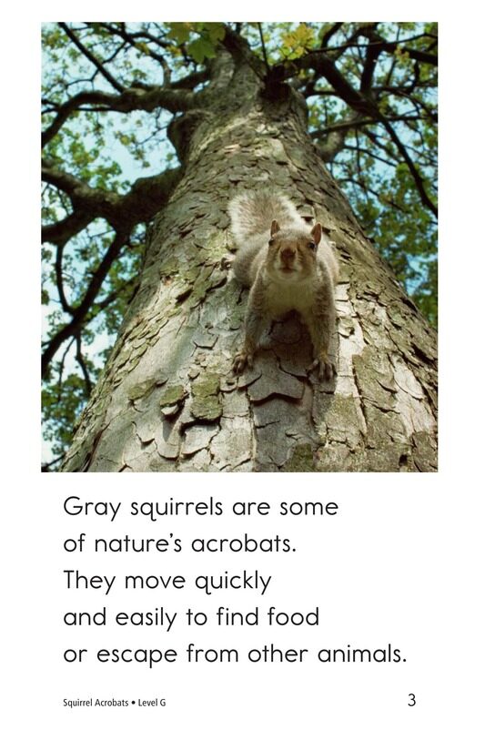 Squirrel Acrobats绘本故事第3页