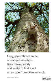 Squirrel Acrobats绘本故事第3页