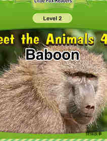 Baboon
