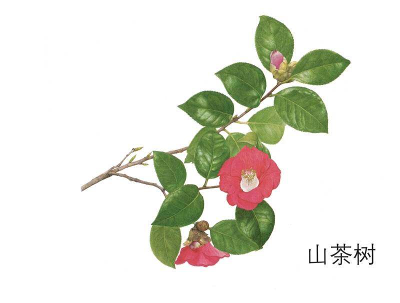 小鸡小鸡长大了绘本故事第3页