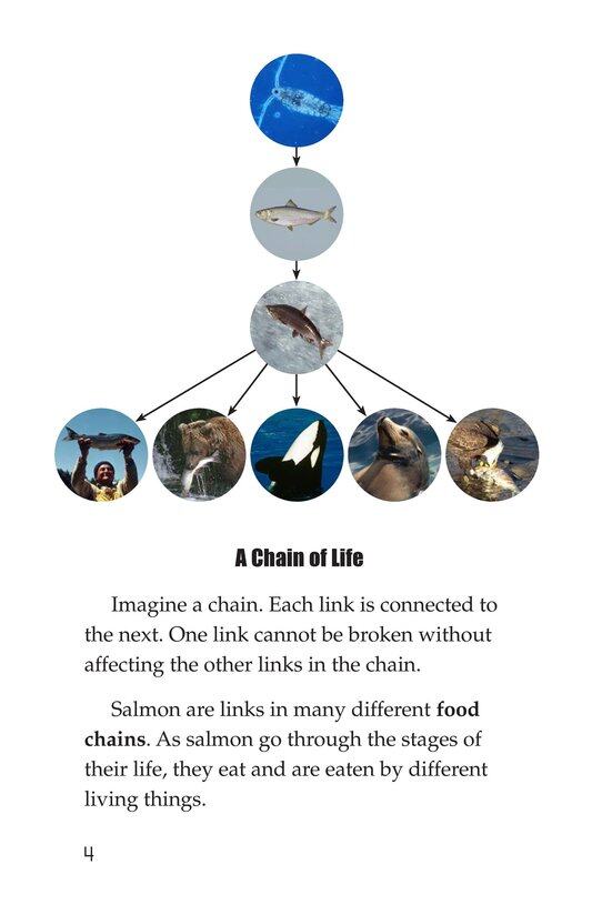 Salmon A Link in the Food Chain绘本故事第3页