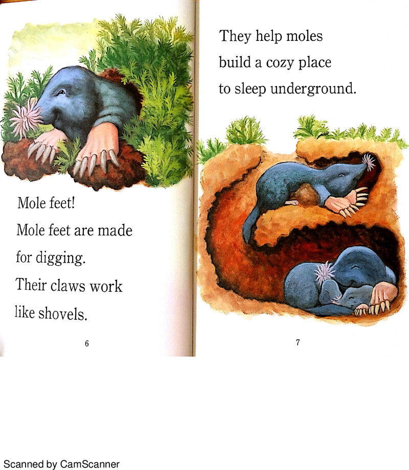 Whose Feet绘本故事第4页