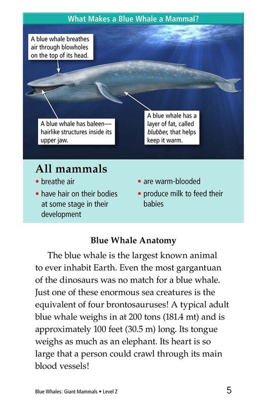 Blue Whales Giant Mammals绘本故事第4页