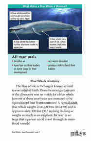 Blue Whales Giant Mammals绘本故事第4页