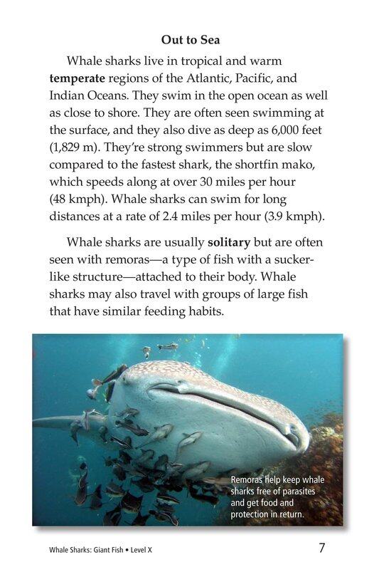 Whale Sharks Giant Fish绘本故事第5页