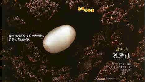 诞生了！独角仙绘本故事第4页