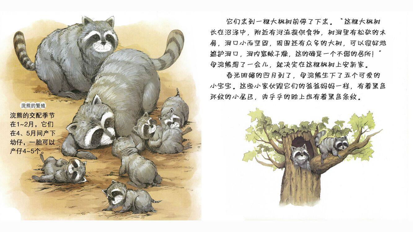 淘气的小浣熊阿嘉绘本故事第5页