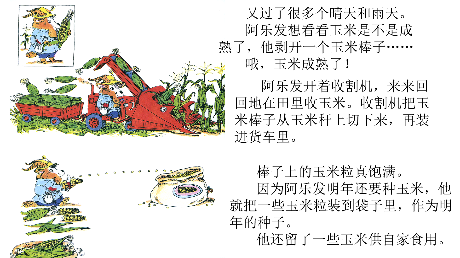 忙忙碌碌镇6：种玉米绘本故事第4页
