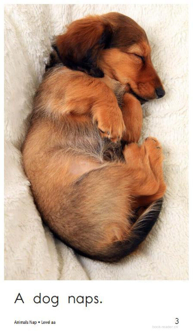 Animals Nap绘本故事第3页