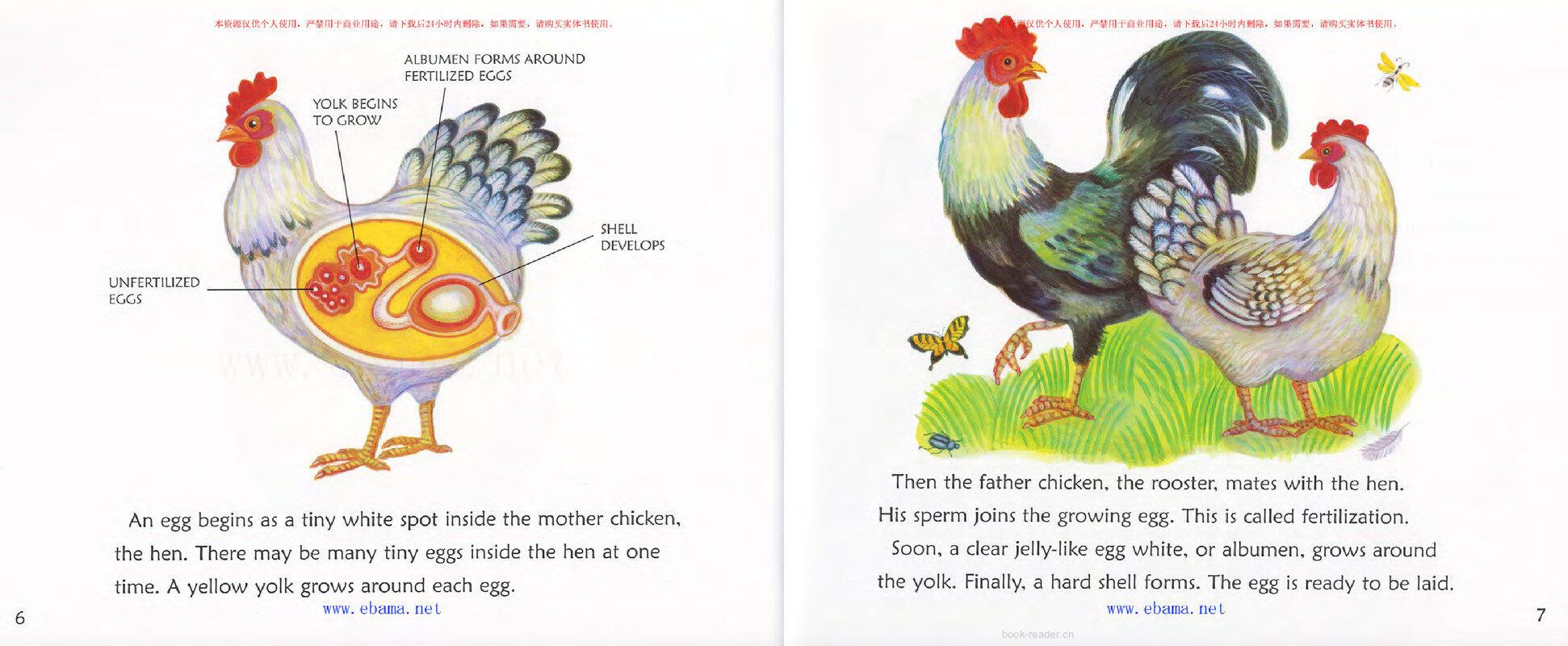 Where Do Chicks Come From绘本故事第4页