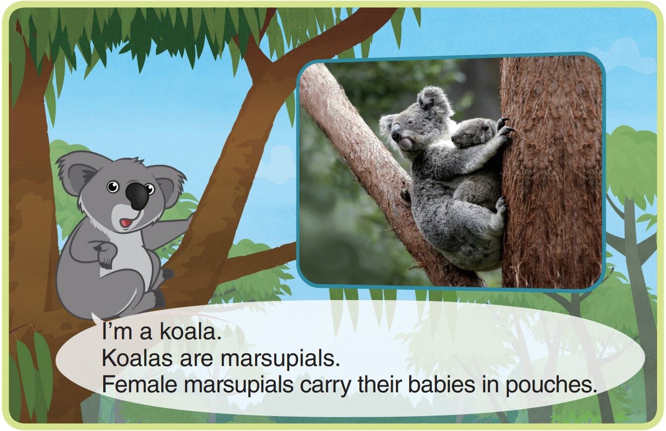 Koala绘本故事第3页