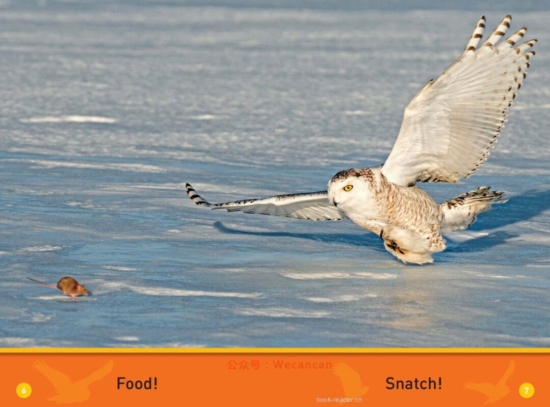 Hoot Owl绘本故事第5页