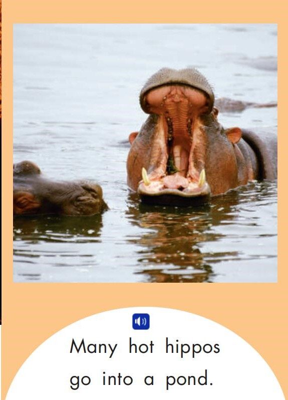 Animals in the Sun绘本故事第5页