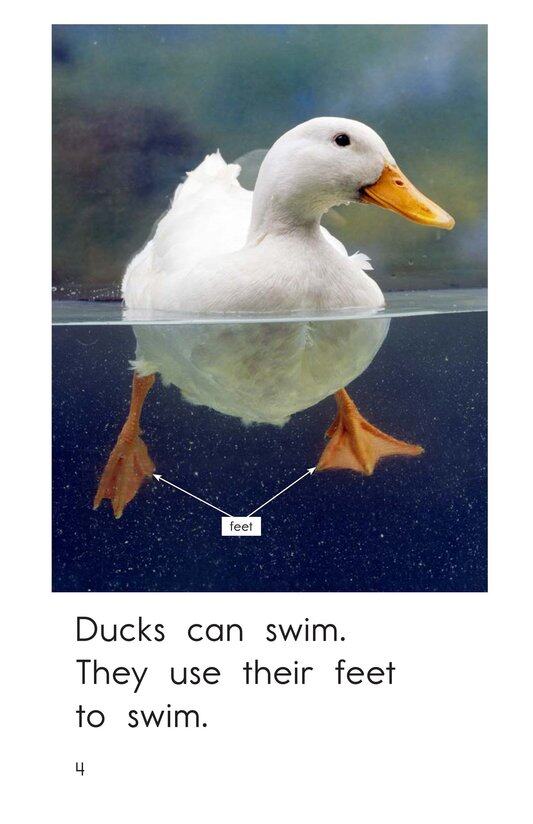 How Do They Swim绘本故事第4页