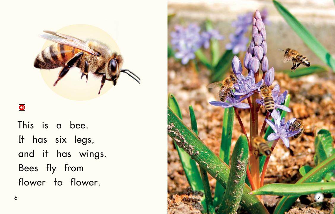 All About Bugs绘本故事第5页