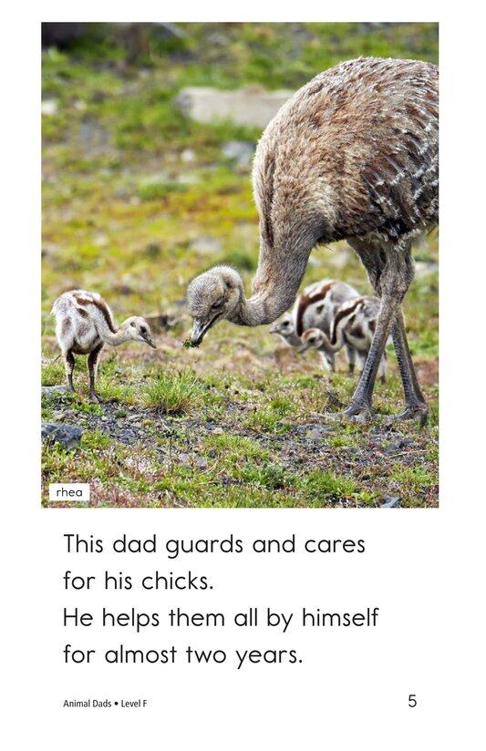 Animal Dads绘本故事第5页