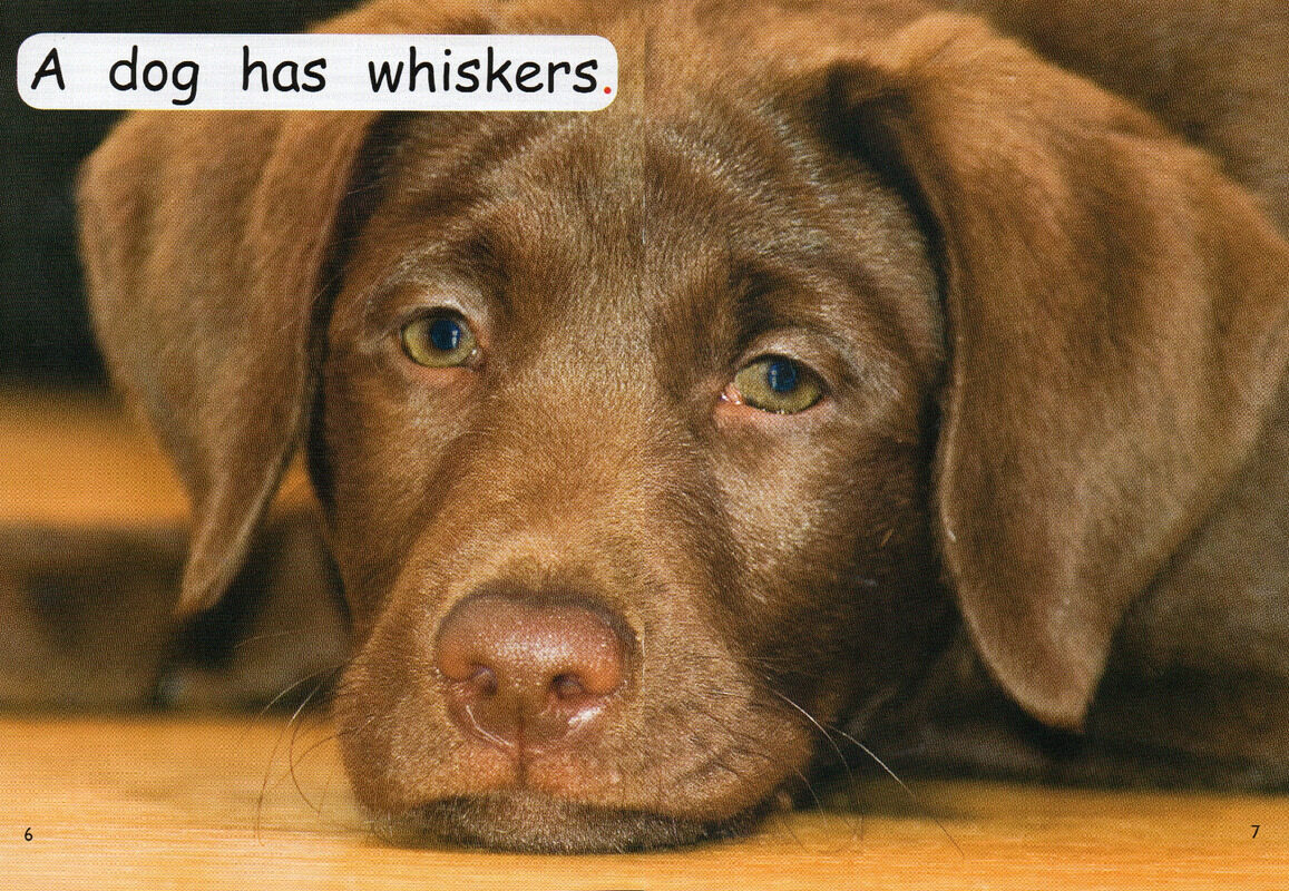 who has whiskers？绘本故事第5页