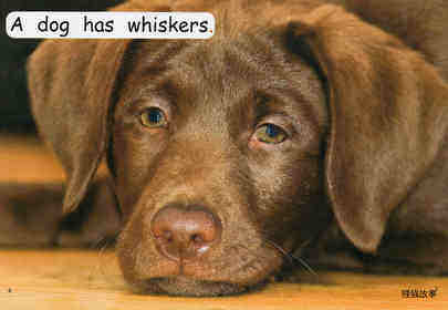 who has whiskers？绘本故事第5页