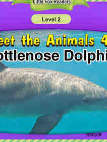 Bottlenose Dolphin