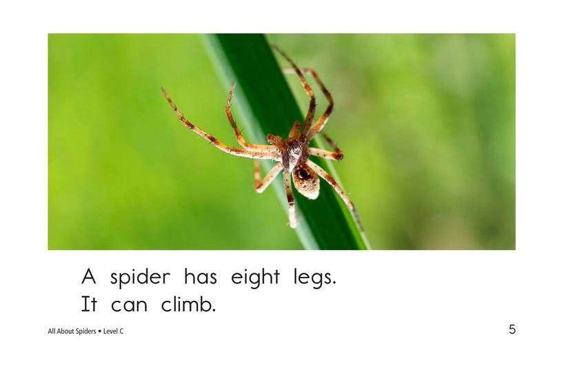 All About Spiders绘本故事第5页