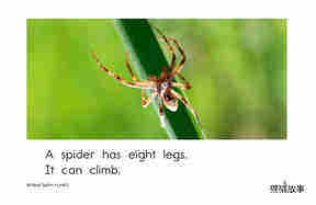 All About Spiders绘本故事第5页