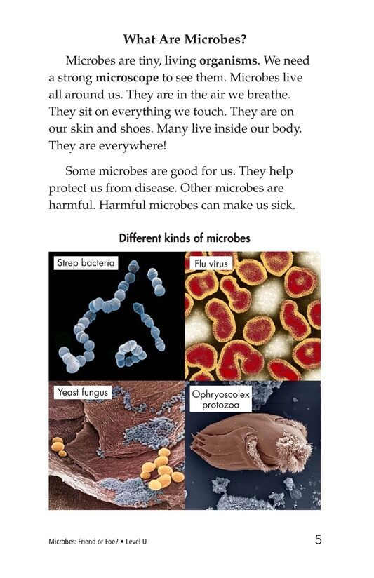Microbes Friend or Foe绘本故事第4页